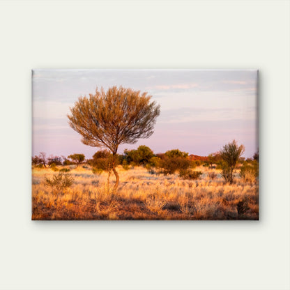 Mulga Tree at Sunset Australia Wall Art Decor 100% Australian Made