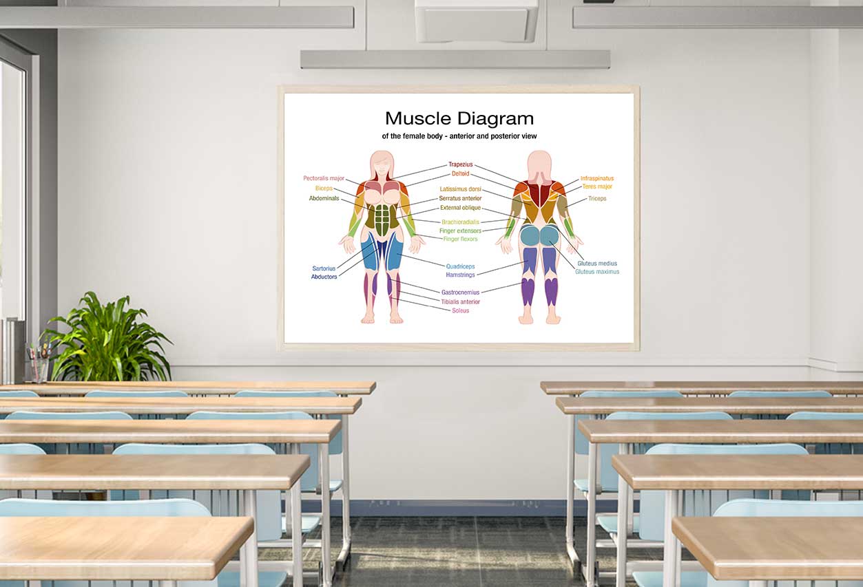 Muscle Diagram Vector Design Home Decor Premium Quality Poster Print Choose Your Sizes