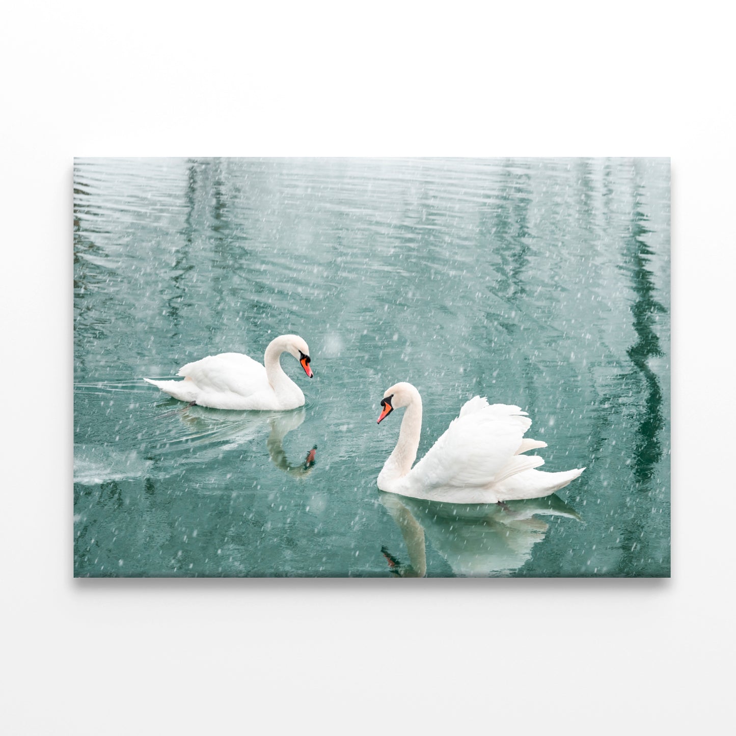 White Swans Swimming in Winter Wall Art Decor 100% Australian Made