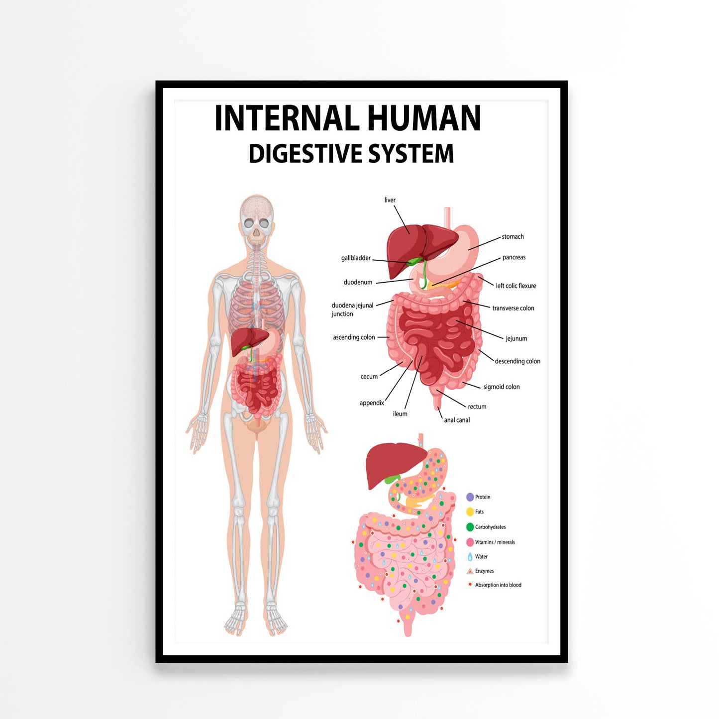 Internal Human Digestive System Diagram Home Decor Premium Quality Poster Print Choose Your Sizes