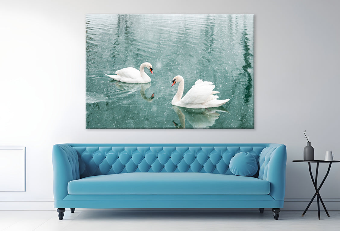 White Swans Swimming in Winter Wall Art Decor 100% Australian Made