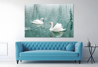 White Swans Swimming in Winter Wall Art Decor 100% Australian Made