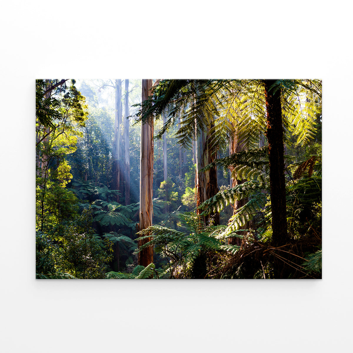 Daintree Rainforest Queensland Eucalyptus and Ferns Wall Art Decor 100% Australian Made