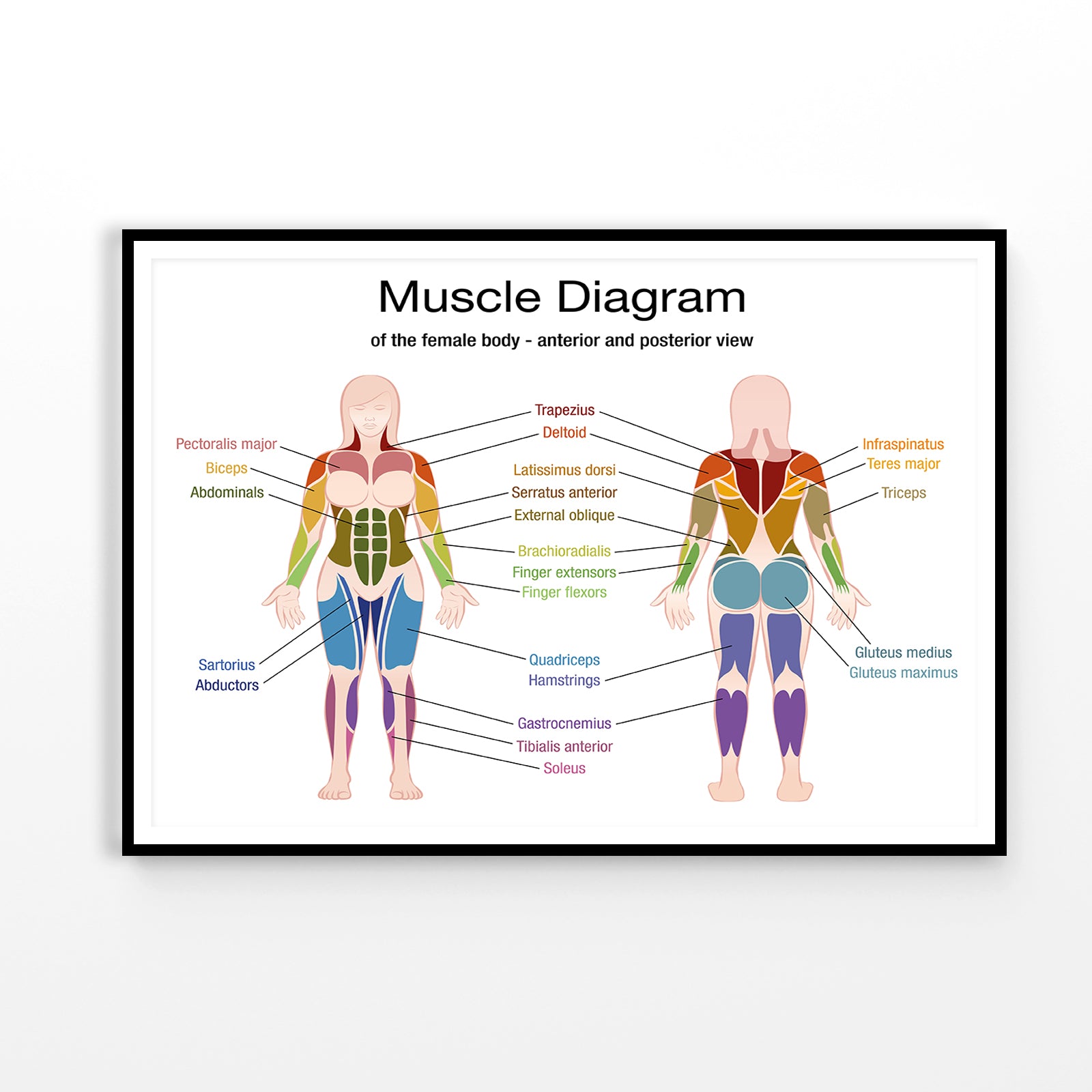 Muscle Diagram Vector Design Home Decor Premium Quality Poster Print Choose Your Sizes