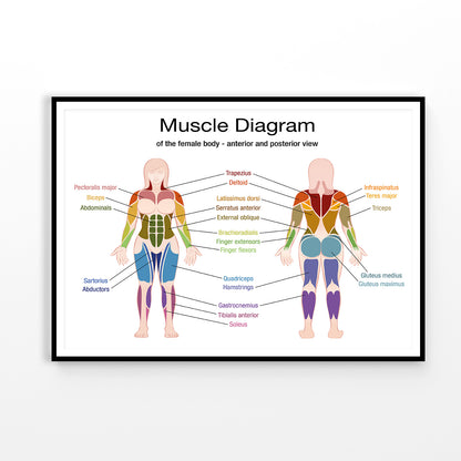 Muscle Diagram Vector Design Home Decor Premium Quality Poster Print Choose Your Sizes