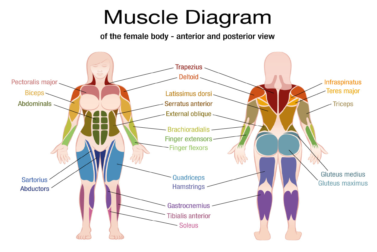 Muscle Diagram Vector Design Home Decor Premium Quality Poster Print Choose Your Sizes