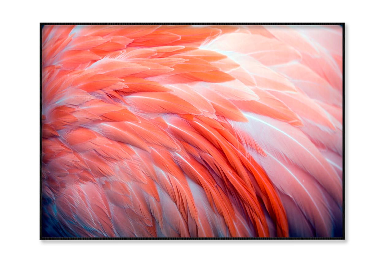 Close Up View of Pink Flamingo Feathers Home Decor Premium Quality Poster Print Choose Your Sizes