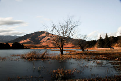 A Lake with a Tree with Mountains Print 100% Australian Made