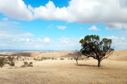 Barossa Valley Countryside South Australia Wall Art Decor 100% Australian Made