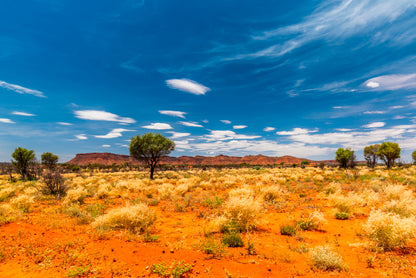 Hakea Tree in Australian Outback Wall Art Decor 100% Australian Made