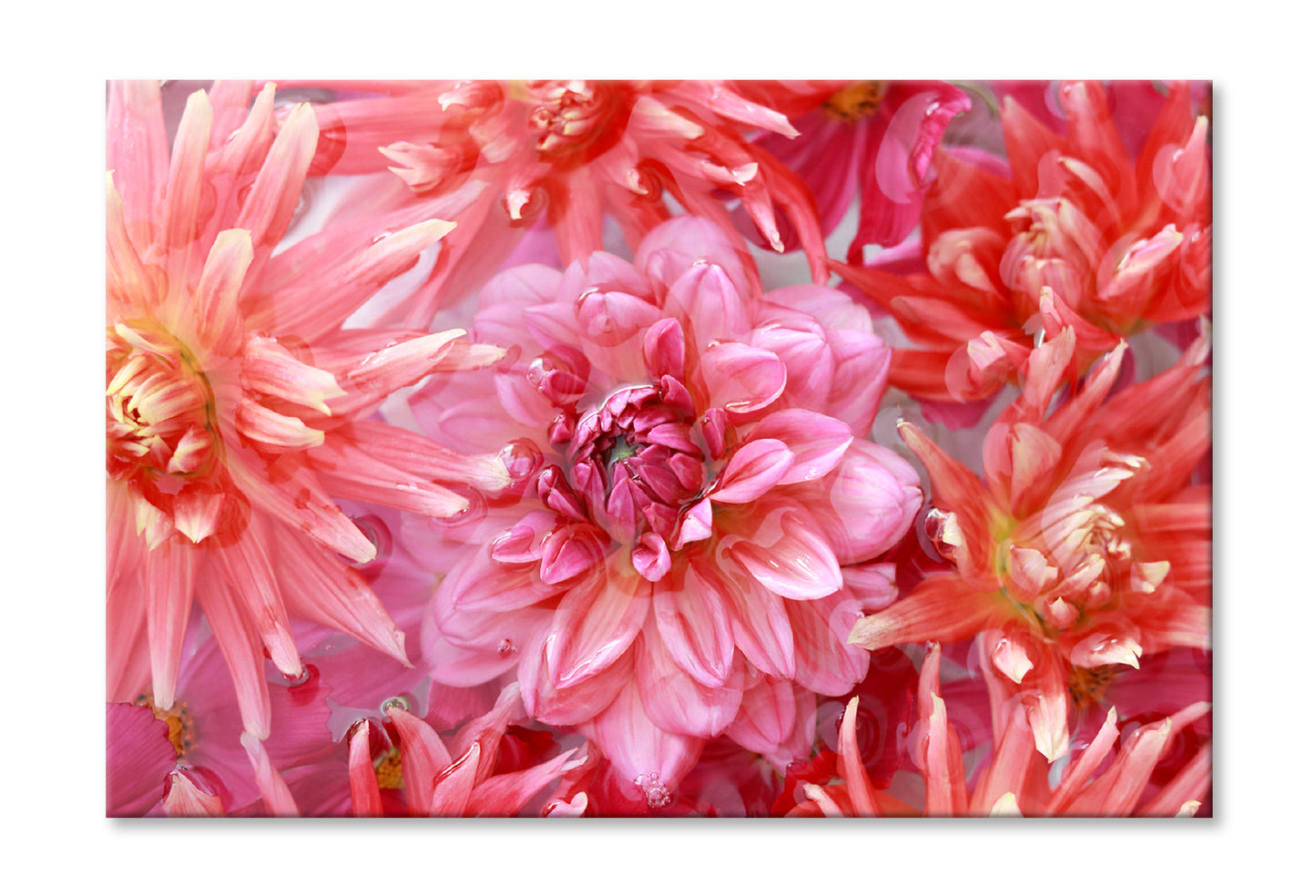 Pink Orange Chrysanthemum Dahlia Oil Painting Wall Art Limited Edition High Quality Print Stretched Canvas None