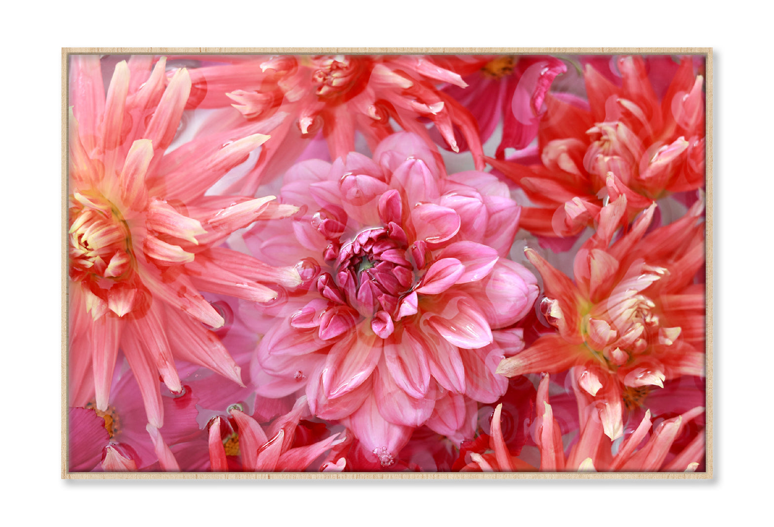 Pink Orange Chrysanthemum Dahlia Oil Painting Wall Art Limited Edition High Quality Print Canvas Box Framed Natural