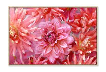 Pink Orange Chrysanthemum Dahlia Oil Painting Wall Art Limited Edition High Quality Print Canvas Box Framed Natural