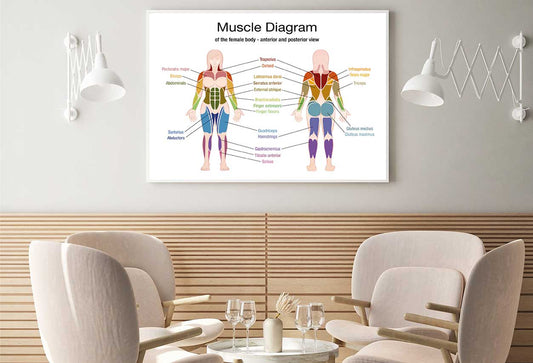 Muscle Diagram Vector Design Home Decor Premium Quality Poster Print Choose Your Sizes