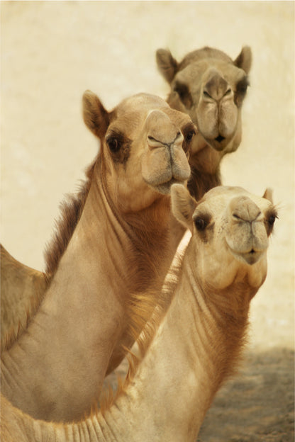 Group of Three Curious Camels 40x60cm Metal Print Ready to Hang