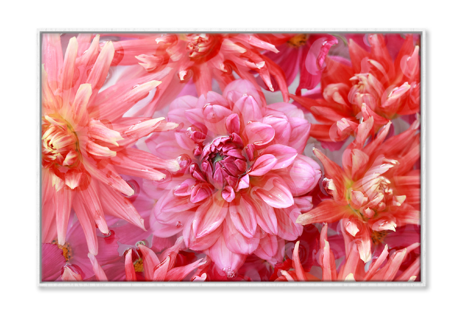 Pink Orange Chrysanthemum Dahlia Oil Painting Wall Art Limited Edition High Quality Print Canvas Box Framed White