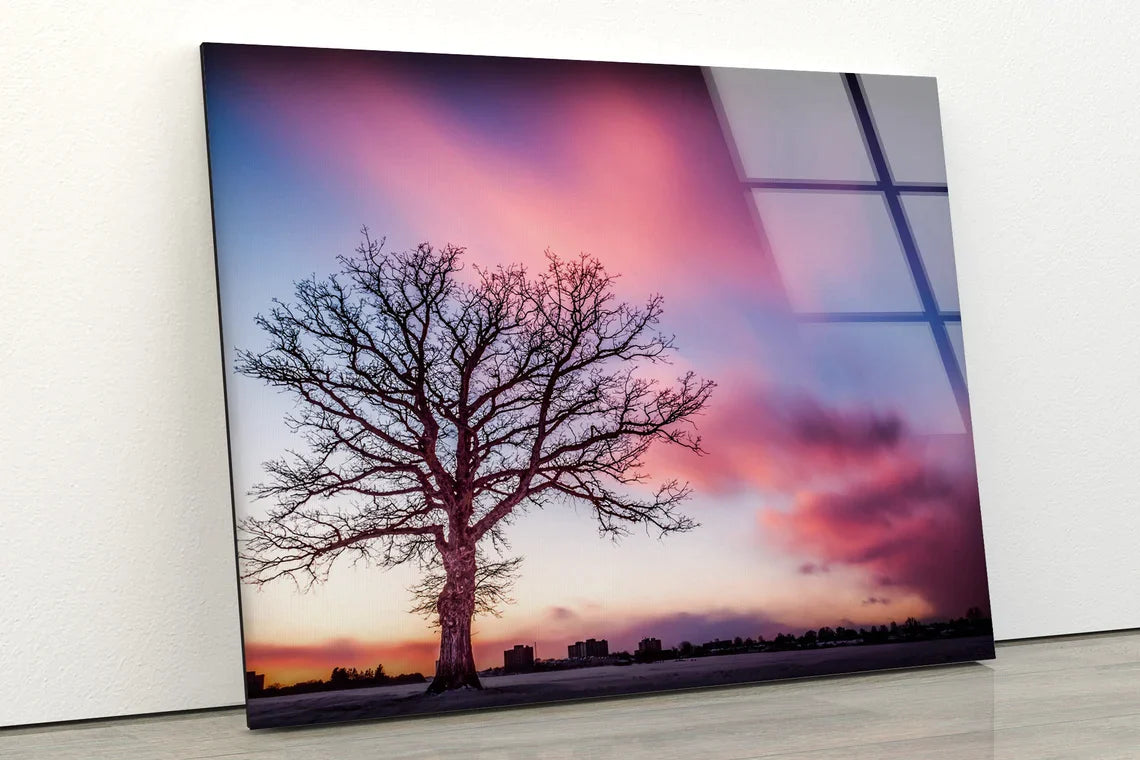 Dead Tree & Sunset Sky UV Direct Aluminum Print Australian Made Quality