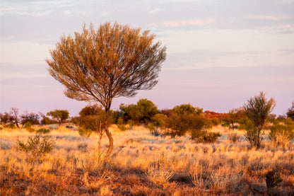 Mulga Tree at Sunset Australia Wall Art Decor 100% Australian Made