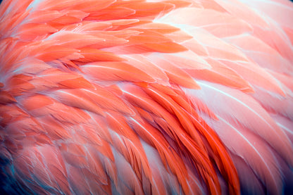 Close Up View of Pink Flamingo Feathers Acrylic Glass Print Tempered Glass Wall Art 100% Made in Australia Ready to Hang