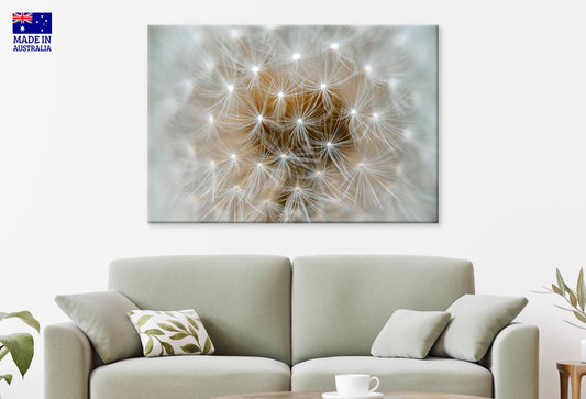 Wild Taraxacum Beautiful Fluffy Dandelion Flowers Wall Art Decor 100% Australian Made