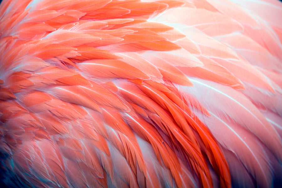 Close Up View of Pink Flamingo Feathers Home Decor Premium Quality Poster Print Choose Your Sizes