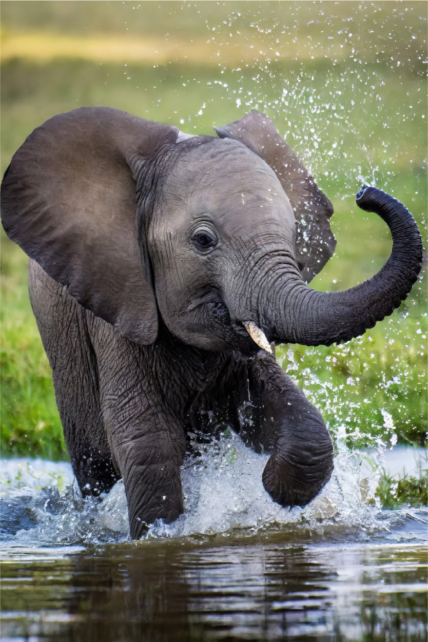 Baby Elephant Splashing Water Nature 60x90cm Metal Print Ready to Hang