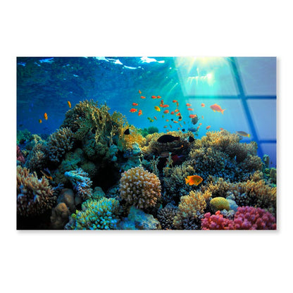 Beautiful Coral Reef and Mach Fish Acrylic Glass Print Tempered Glass Wall Art 100% Made in Australia Ready to Hang