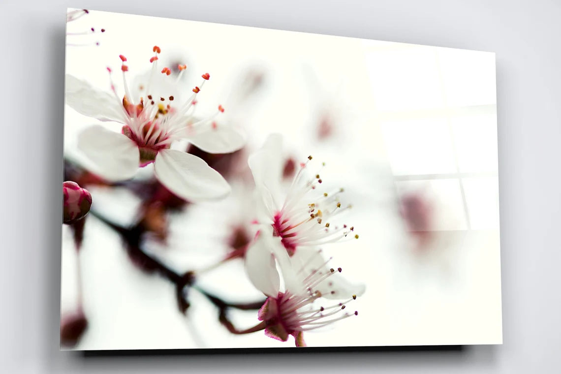 Japanese Blossom Flower Acrylic Glass Print Tempered Glass Wall Art 100% Made in Australia Ready to Hang