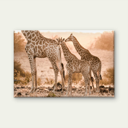 Family Of Giraffes at Golden Sunset Safari Savanna Grass Wall Art Decor 100% Australian Made