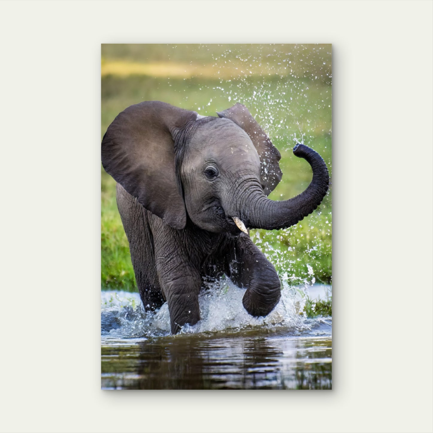 Baby Elephant Splashing Water Nature 60x90cm Metal Print Ready to Hang