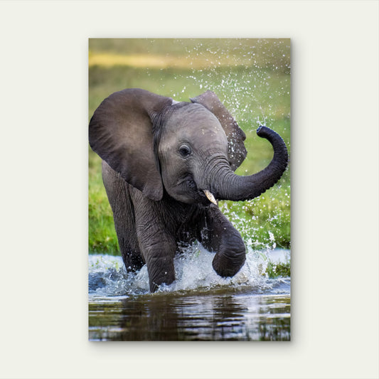 Baby Elephant Splashing Water Nature 60x90cm Metal Print Ready to Hang