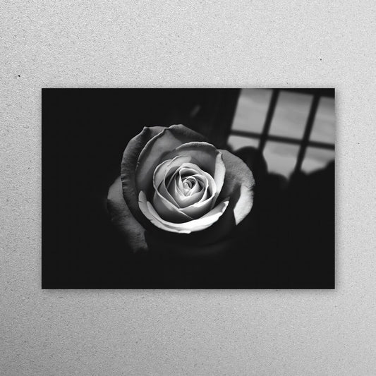 White Rose Photography Acrylic Glass Print Tempered Glass Wall Art 100% Made in Australia Ready to Hang