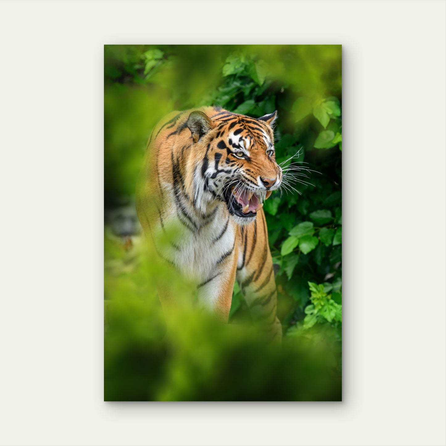 Tiger Natural Habitat Hidden Forest 40x60cm Metal Print Ready to Hang