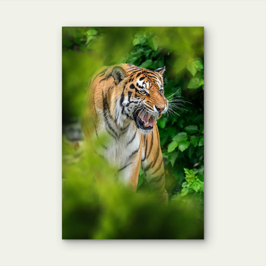 Tiger Natural Habitat Hidden Forest 40x60cm Metal Print Ready to Hang