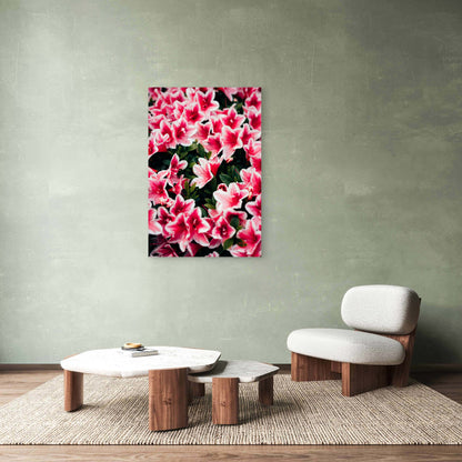 Close-Up of Blooming Azalea Flowers 40x60cm Metal Print Ready to Hang