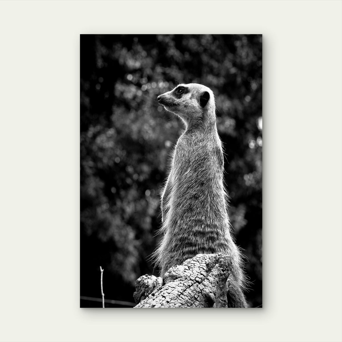 Black White Meerkat Wildlife Sentinel 40x60cm Metal Print Ready to Hang