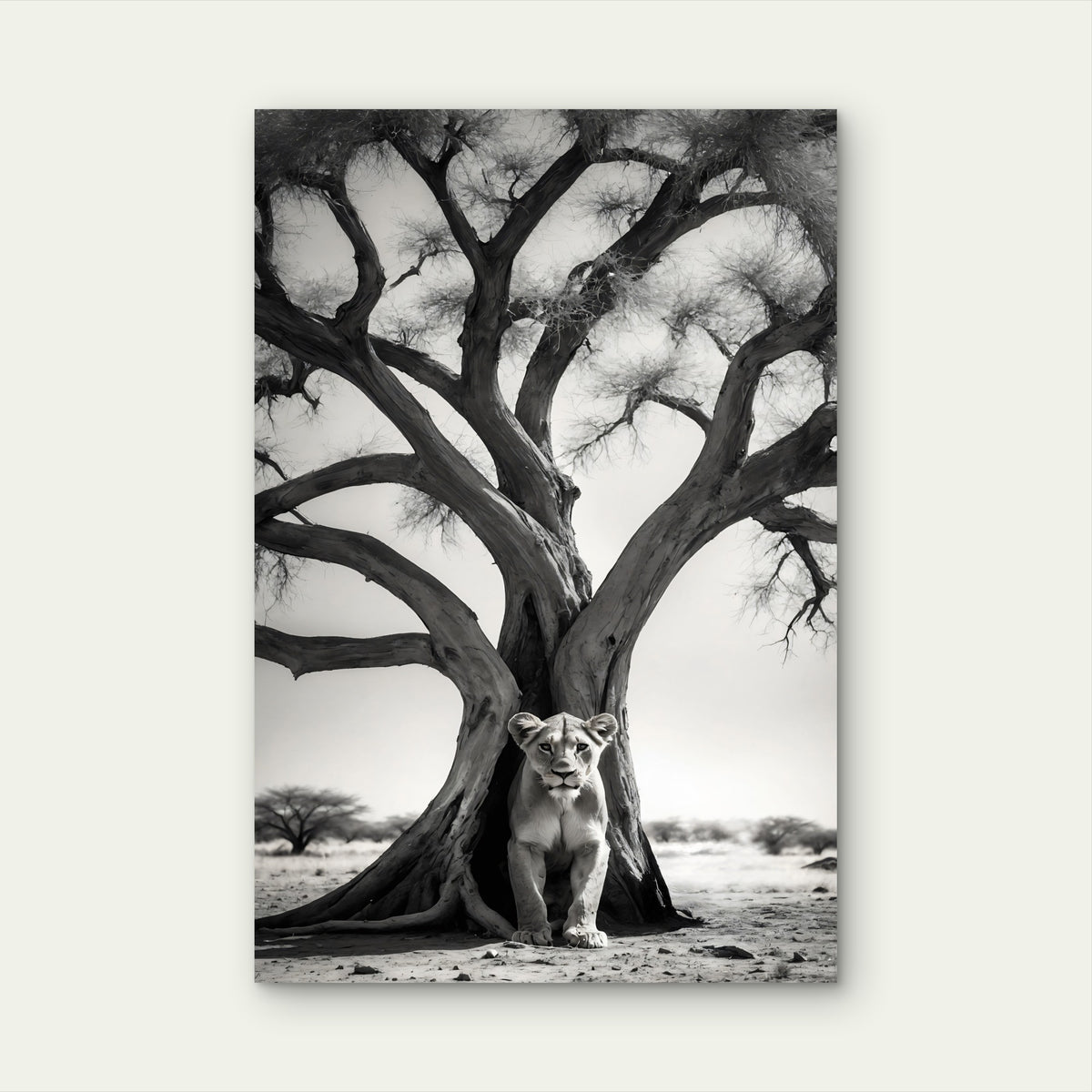 Monochrome Portrait Wild Lion Its Natural Habitat 40x60cm Metal Print Ready to Hang
