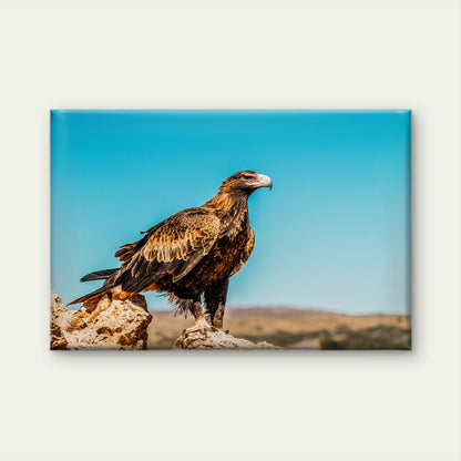 Wedge Tailed Eagle Australia Wall Art Decor 100% Australian Made