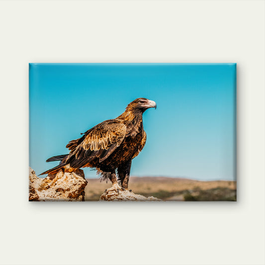 Wedge Tailed Eagle Australia Wall Art Decor 100% Australian Made