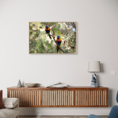 Rainbow Lorikeet Bright Plumage Australia Wall Art Decor 100% Australian Made