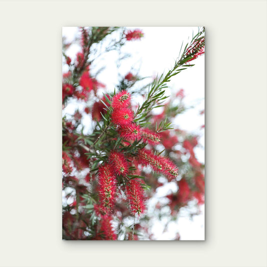 Scarlet Bristles Against White Skies 60x90cm Metal Print Ready to Hang