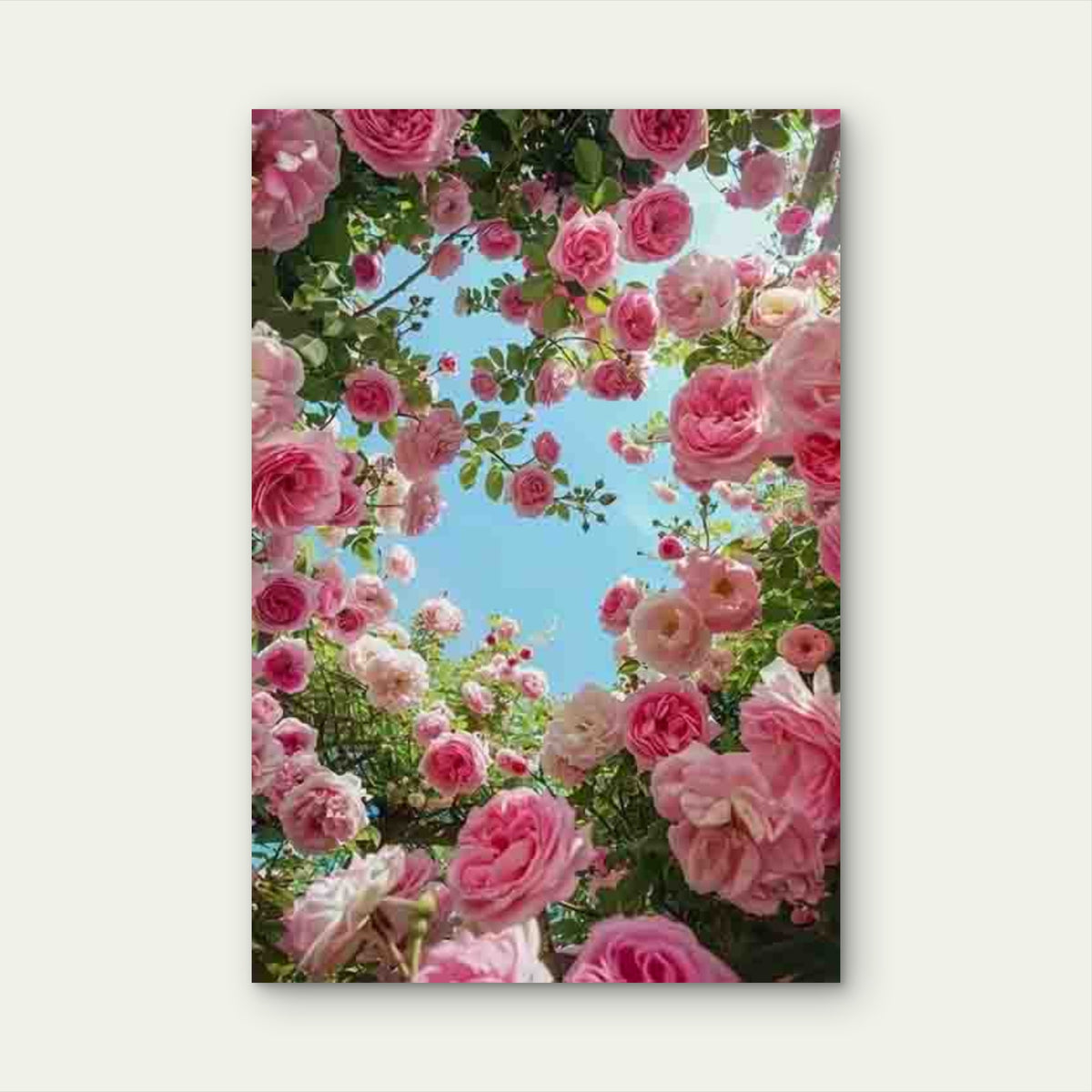 Elegant Rose Canopy 60x90cm Metal Print Ready to Hang