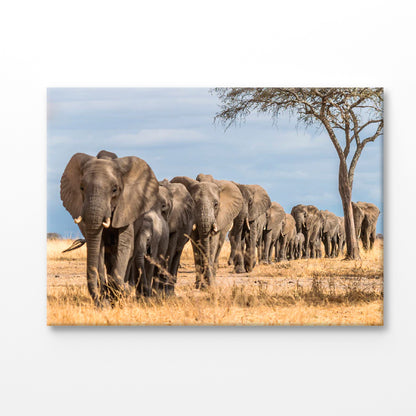 Bella Home Elephants Tree Walking & Tree View Print Canvas Ready to hang