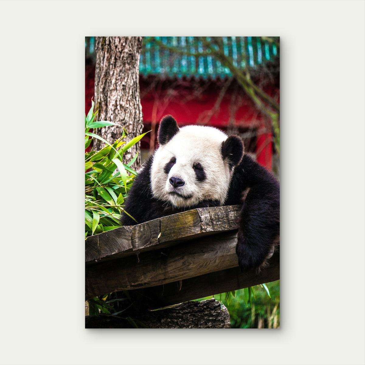 Panda Bear Resting On A Wooden Structure 40x60cm Metal Print Ready to Hang