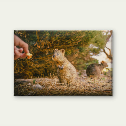 Quokka Western Australia Nature Wall Art Decor 100% Australian Made