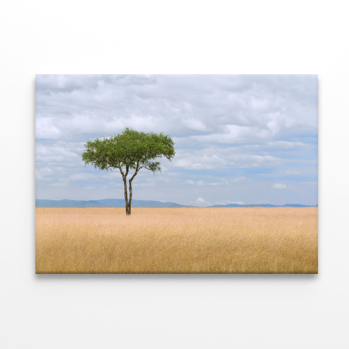 A Single Tree in an Open Field with a Blue Sky Print 100% Australian Made