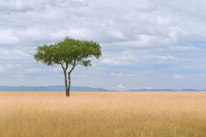 A Single Tree in an Open Field with a Blue Sky Print 100% Australian Made