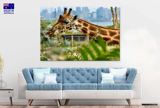 Giraffe at Taronga Zoo Sydney Wall Art Decor 100% Australian Made