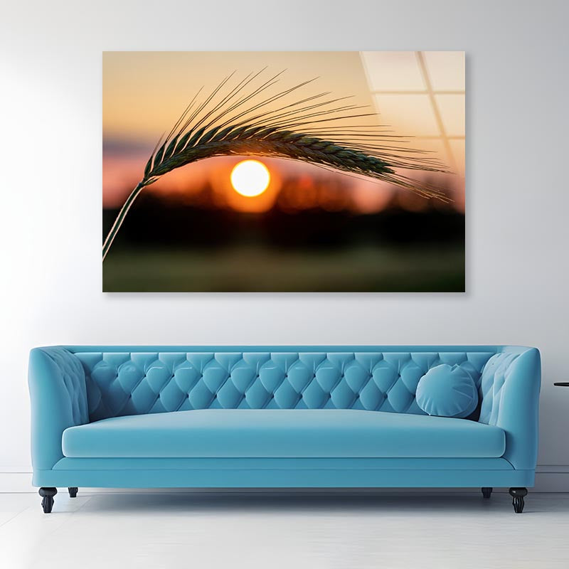 Barley Ear On a Background of a Disk of The Setting Sun Acrylic Glass Print Tempered Glass Wall Art 100% Made in Australia Ready to Hang