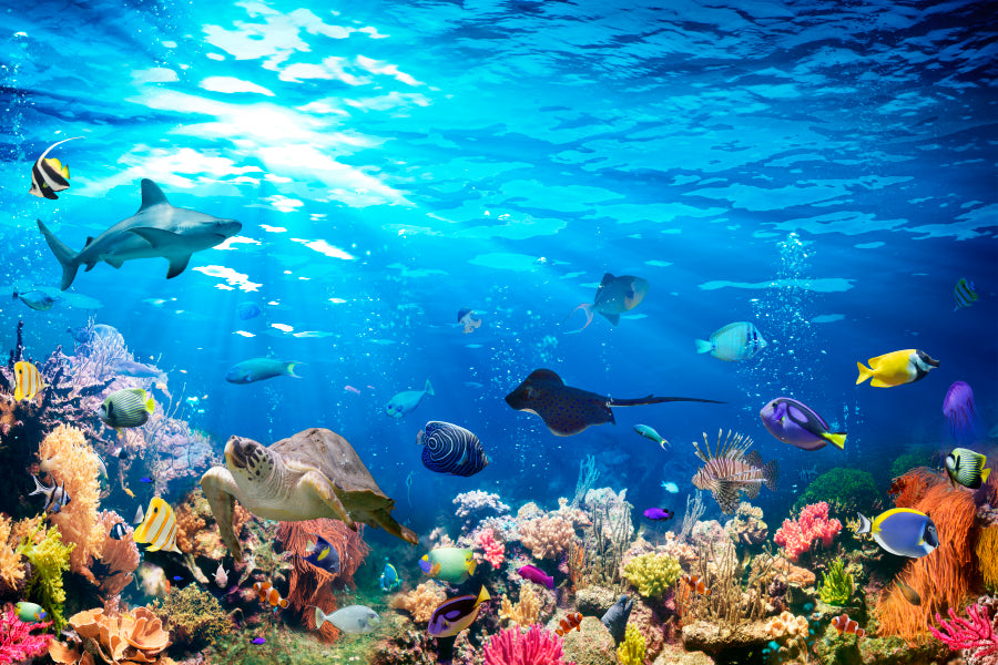 Underwater Scene with Coral Reef and Exotic Fishes Wall Art Decor 100% Australian Made